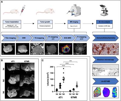 Multiparametric MRI enables for differentiation of different degrees of malignancy in two murine models of breast cancer